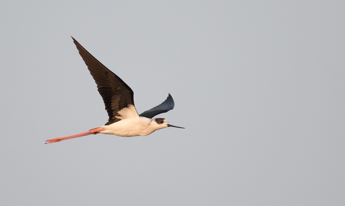 Black-winged Stilt - ML69426601