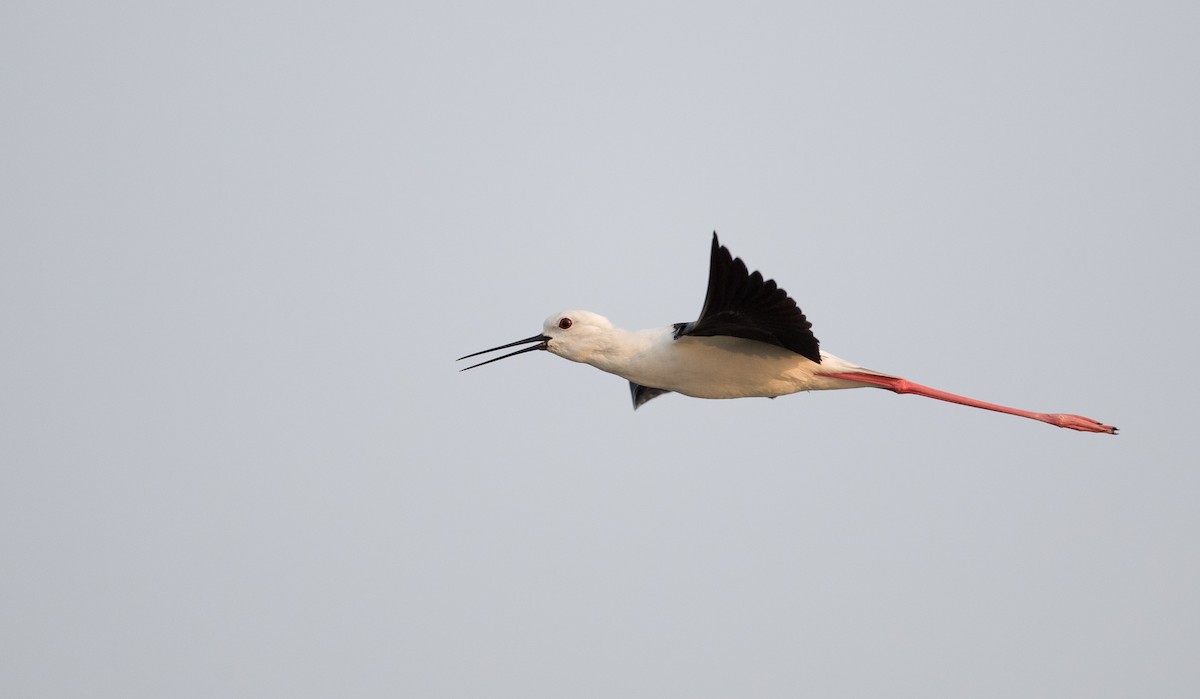 Black-winged Stilt - Ian Davies