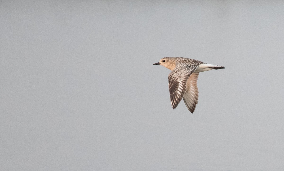 Black-bellied Plover - ML69426691