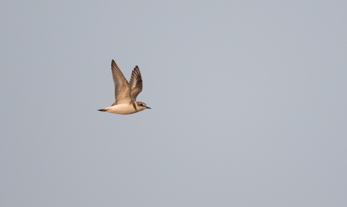 Kentish Plover (Kentish) - ML69426721