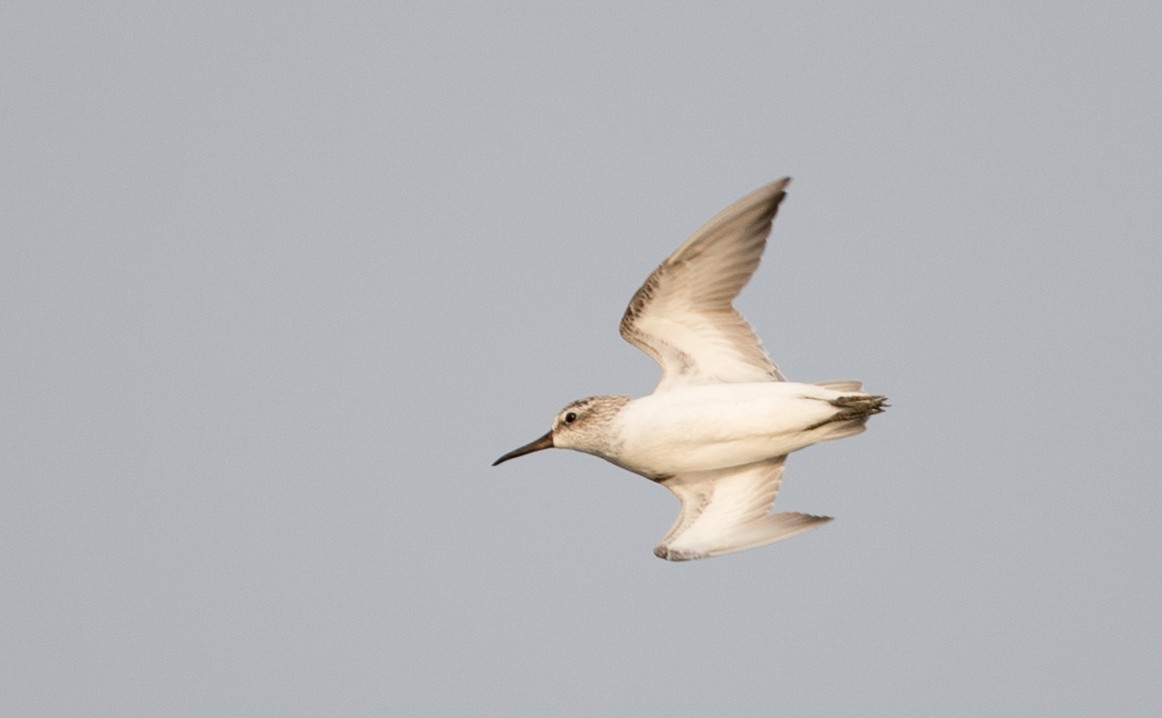 Broad-billed Sandpiper - ML69426741