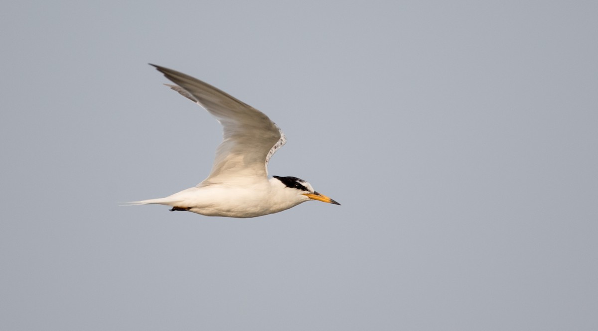 Little Tern - ML69426801