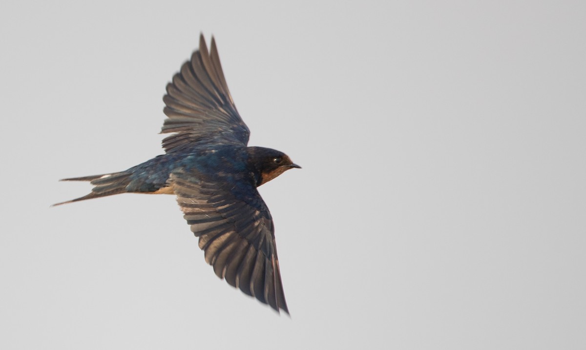 Barn Swallow - ML69426921