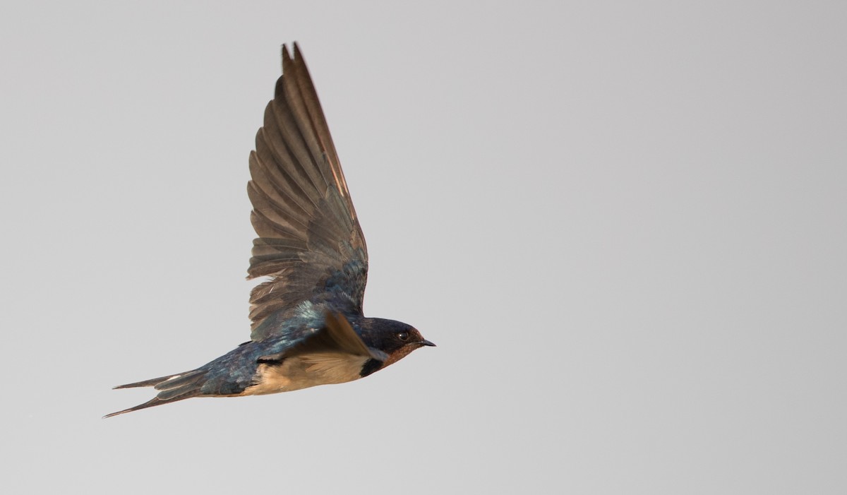 Barn Swallow - ML69426931