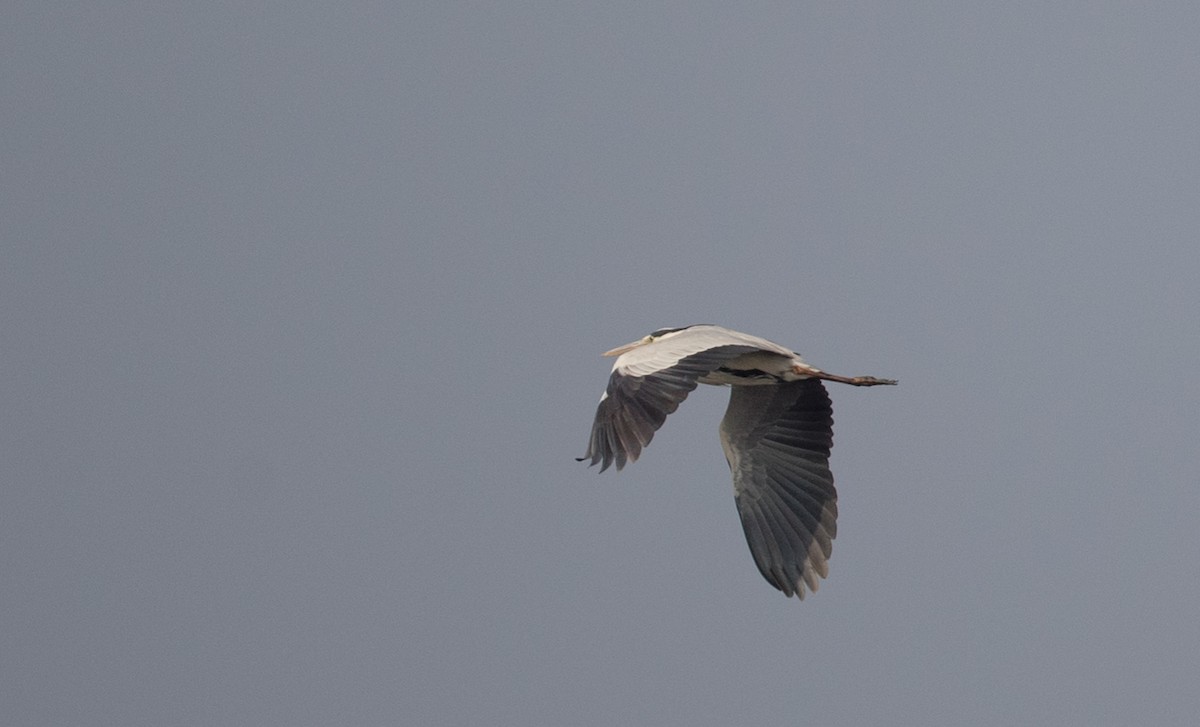 Gray Heron - ML69426981