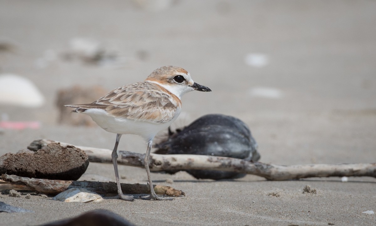 Malaysian Plover - ML69427191