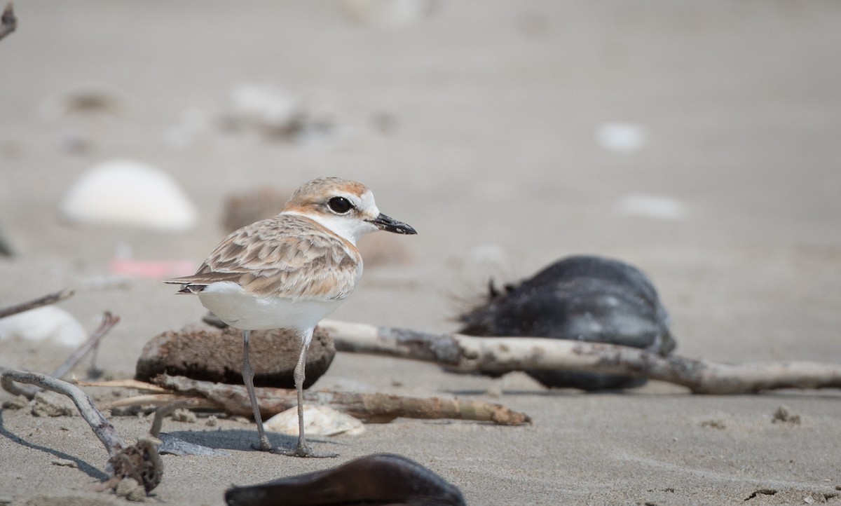 Malaysian Plover - ML69427211