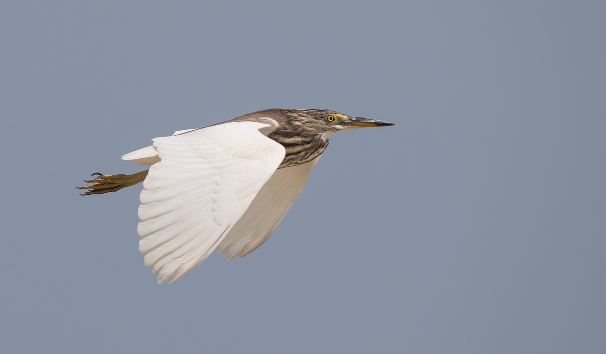 pond-heron sp. - ML69427371