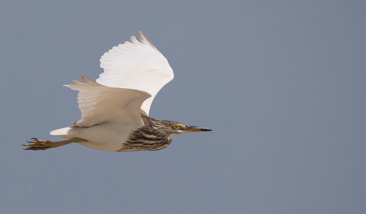 pond-heron sp. - ML69427381