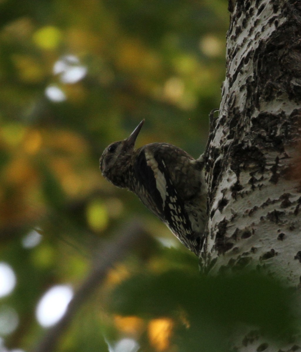 Yellow-bellied Sapsucker - ML69429301