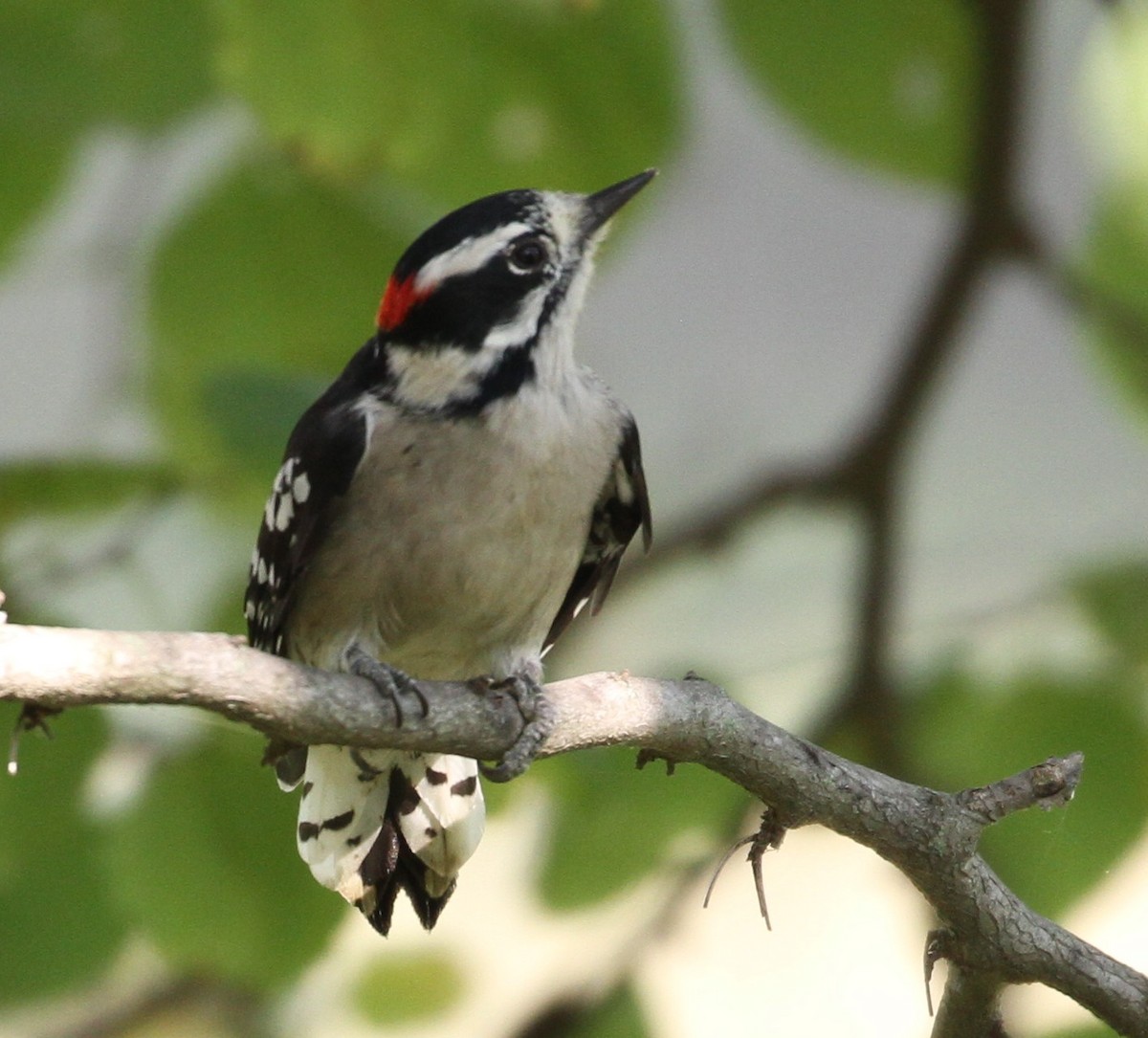 Downy Woodpecker - ML69429561