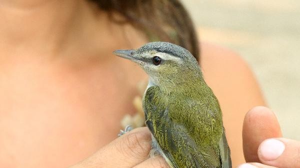 Red-eyed Vireo - ML69429741