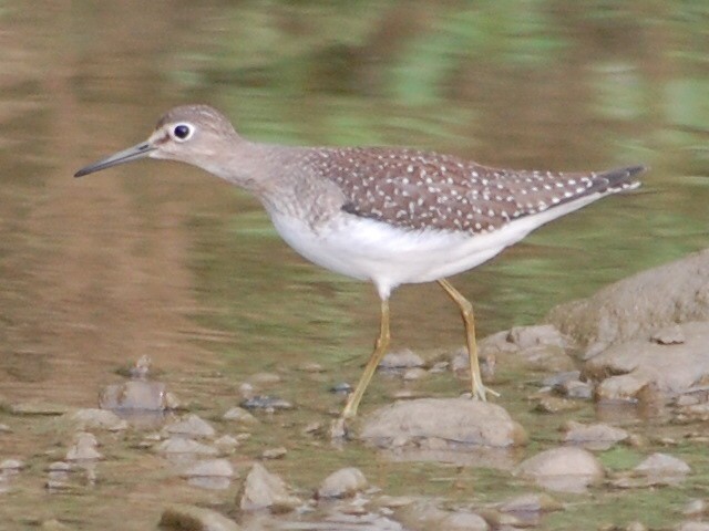 Solitary Sandpiper - Kate McConnell