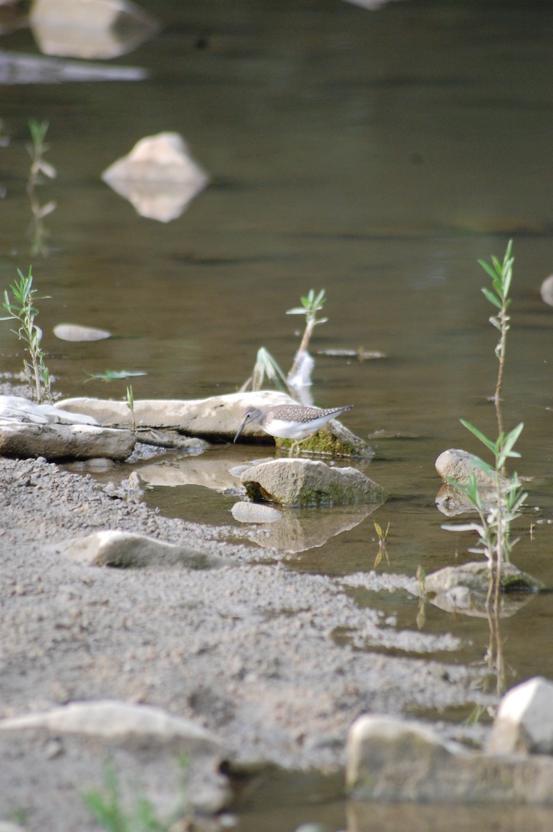 Solitary Sandpiper - ML69430581