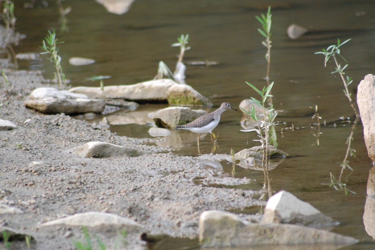 Solitary Sandpiper - ML69430591