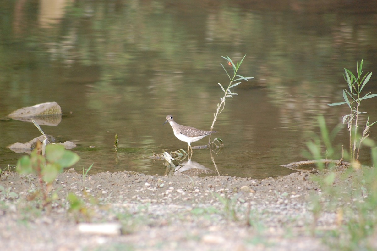 Solitary Sandpiper - Kate McConnell