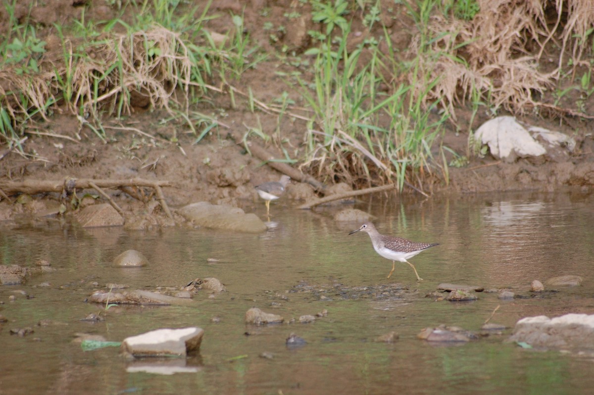 Solitary Sandpiper - ML69430611