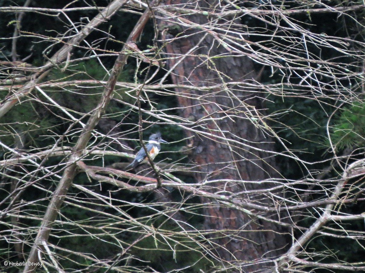 Belted Kingfisher - ML69431471