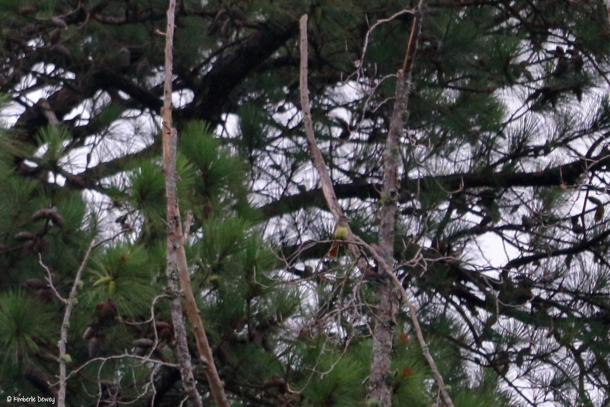 Great Crested Flycatcher - ML69431511