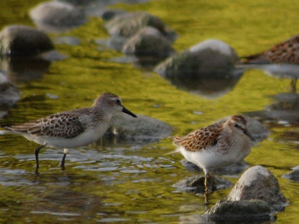 Semipalmated Sandpiper - ML69431671