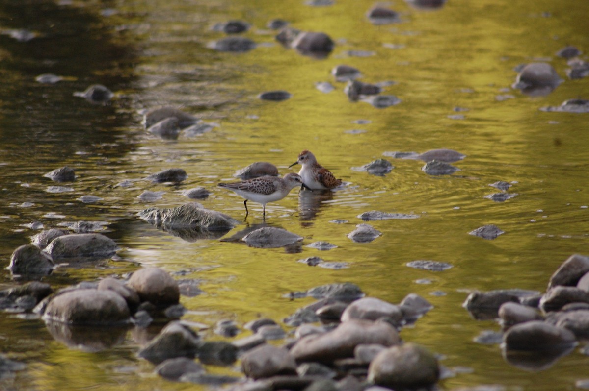 Semipalmated Sandpiper - ML69431681