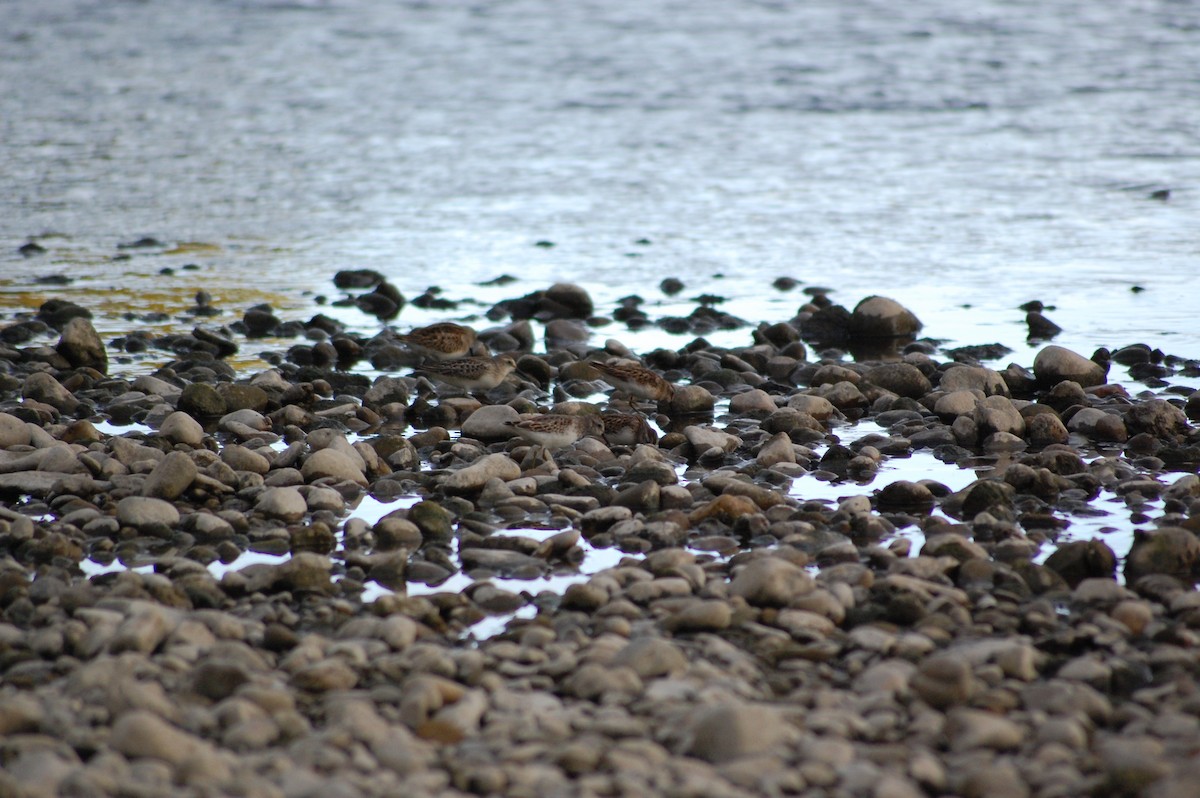 Semipalmated Sandpiper - ML69431721