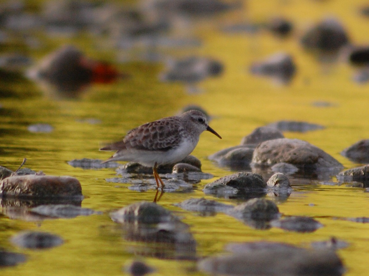 Least Sandpiper - ML69431801