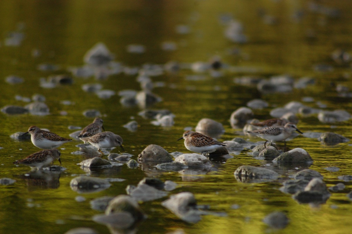 Least Sandpiper - ML69431821