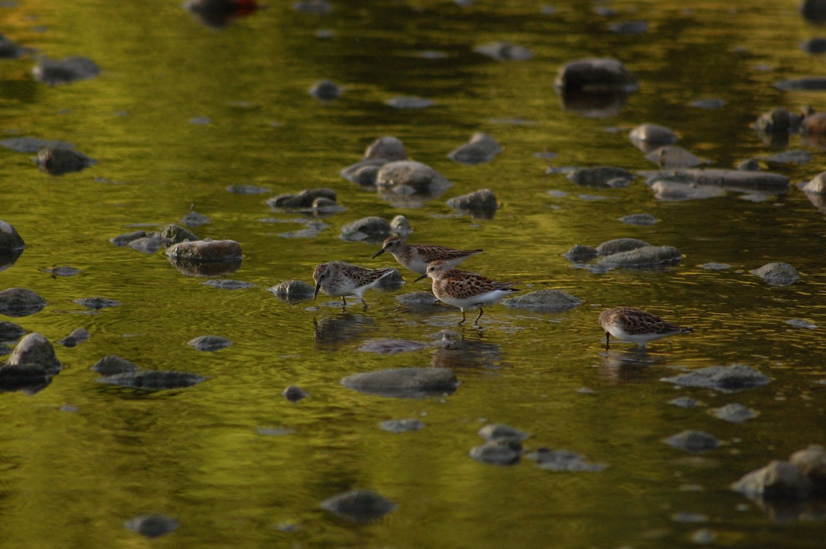 Least Sandpiper - ML69431881