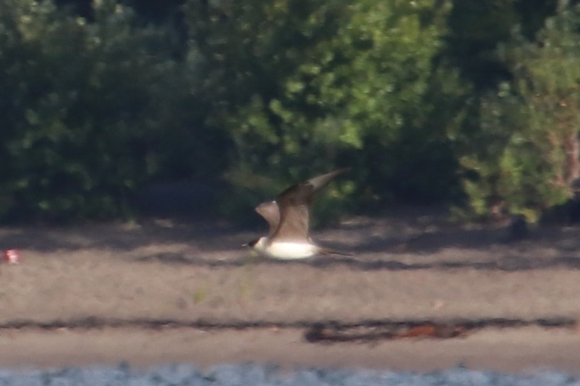 Parasitic Jaeger - Jen Sanford