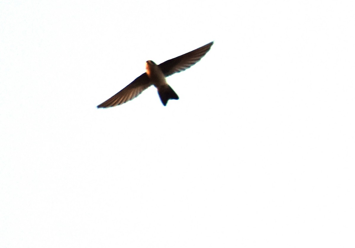 Australian Swiftlet - David Wheeler