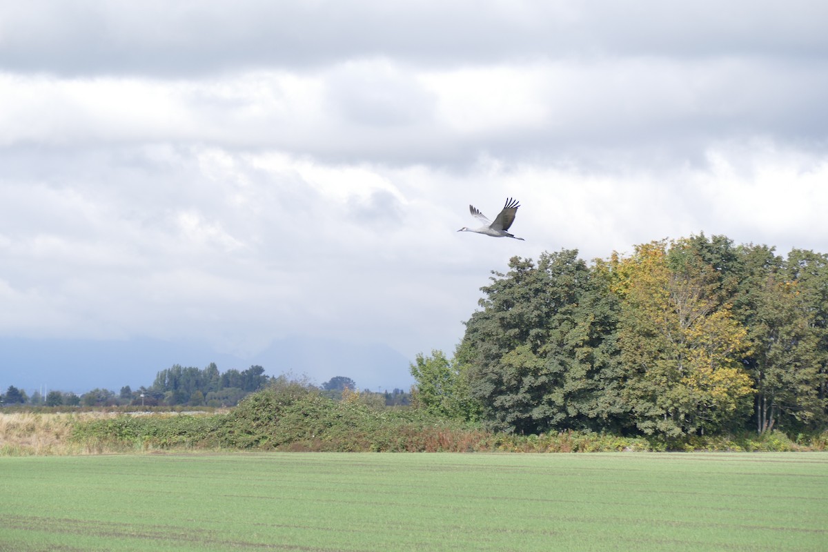 Sandhill Crane - ML69436261