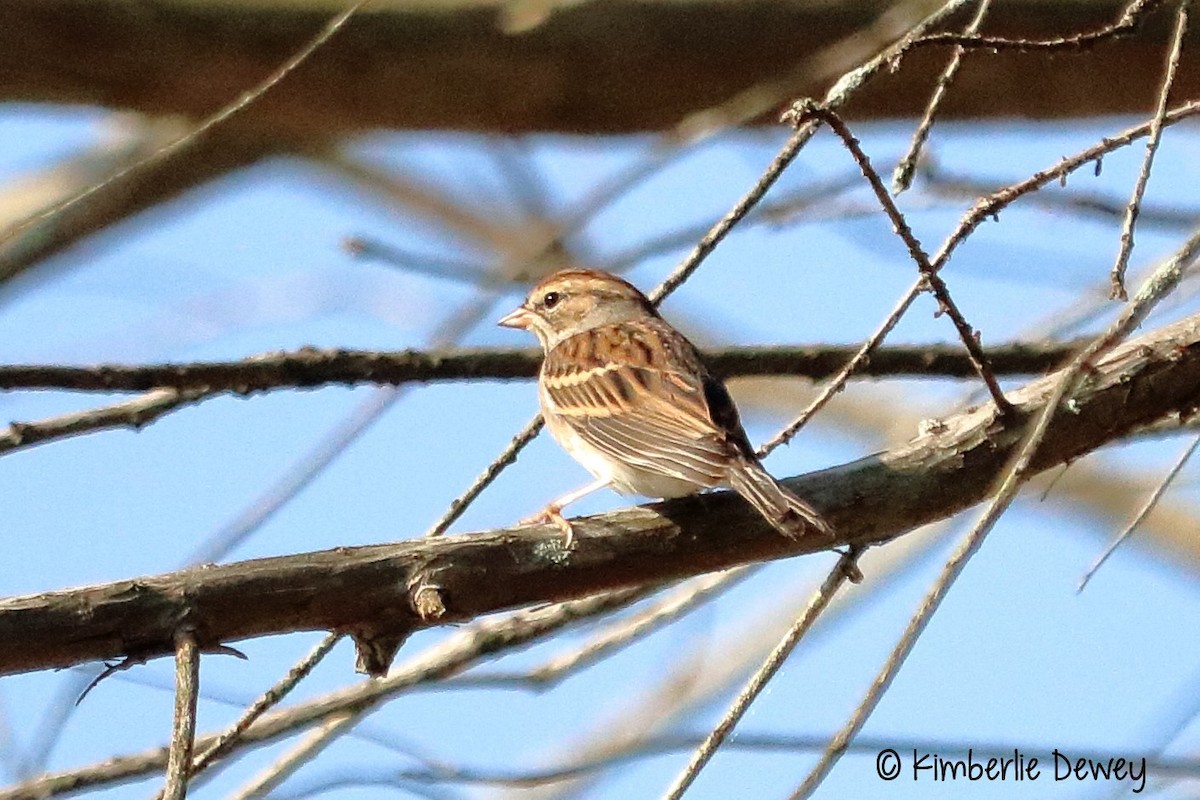 Chipping Sparrow - ML69436931