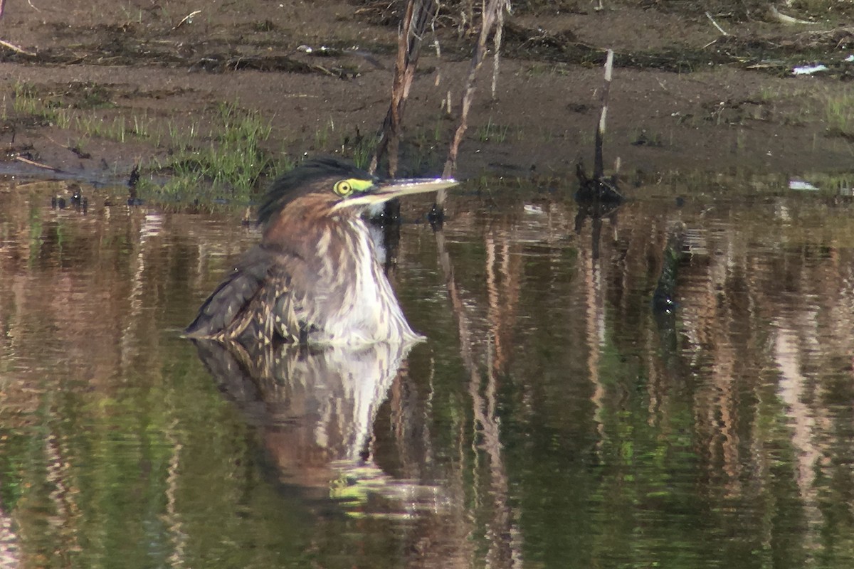 Green Heron - Tim Lenz