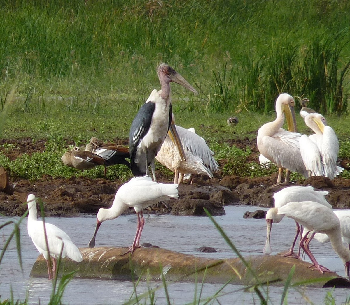 Marabou Stork - ML69441671