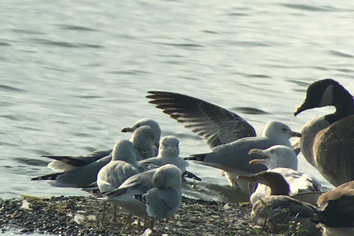 Lesser Black-backed Gull - ML69441721