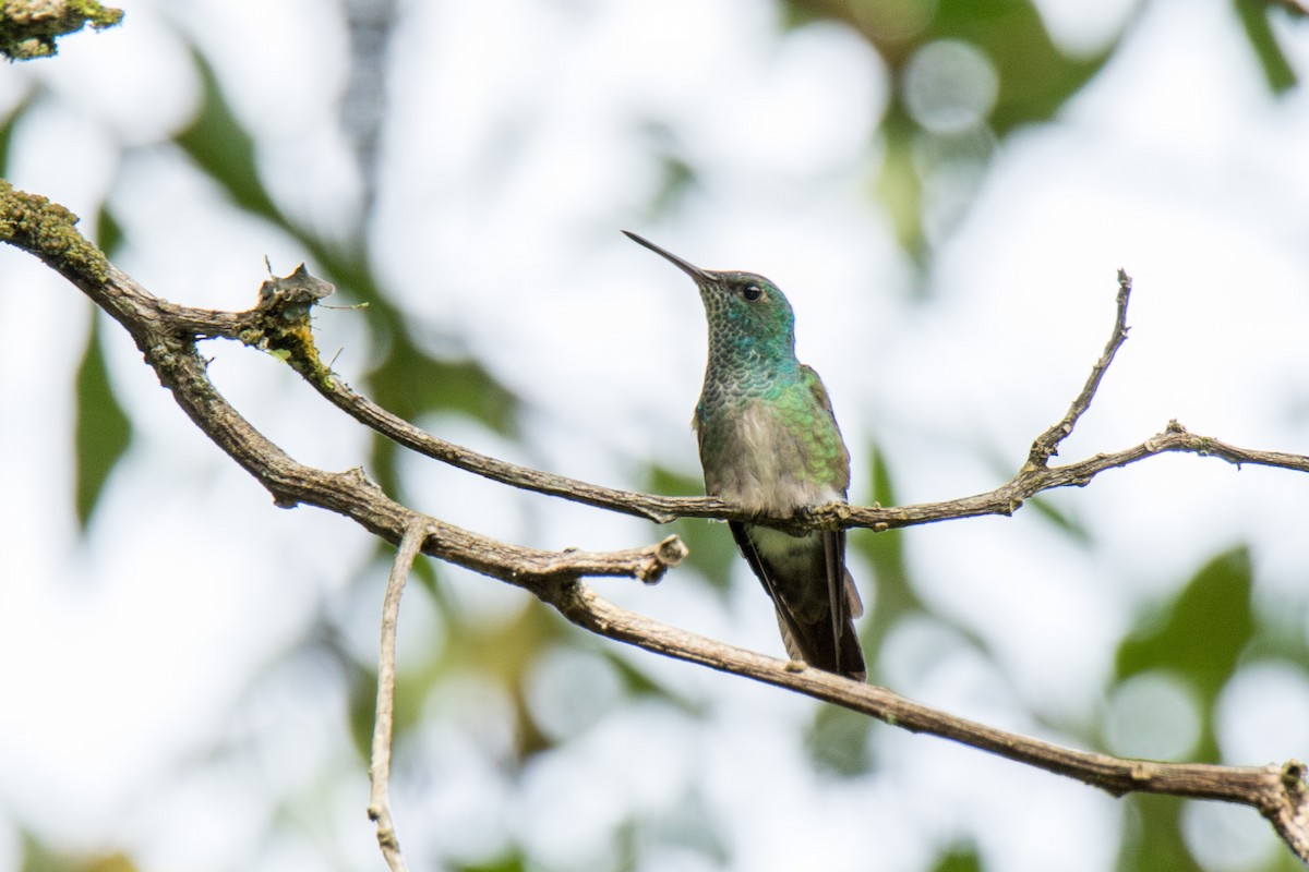 hummingbird sp. - Marvin W. Laynes