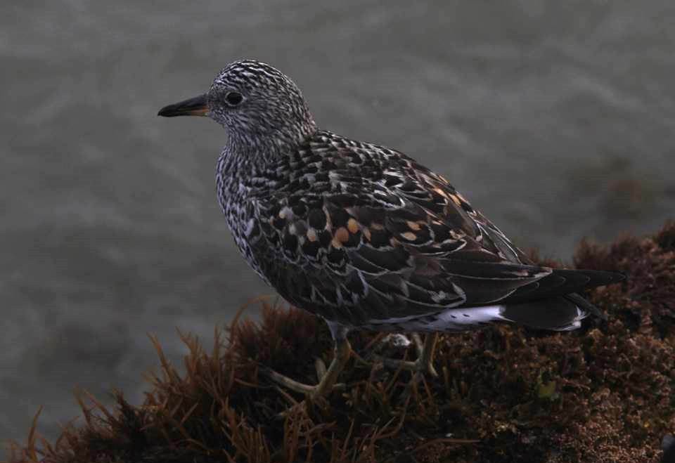 Surfbird - ML69443491