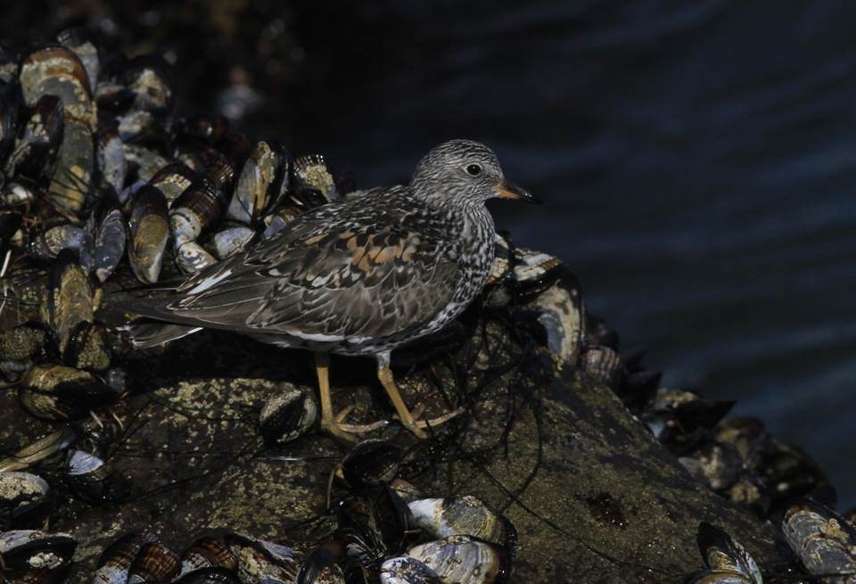 Surfbird - ML69443501