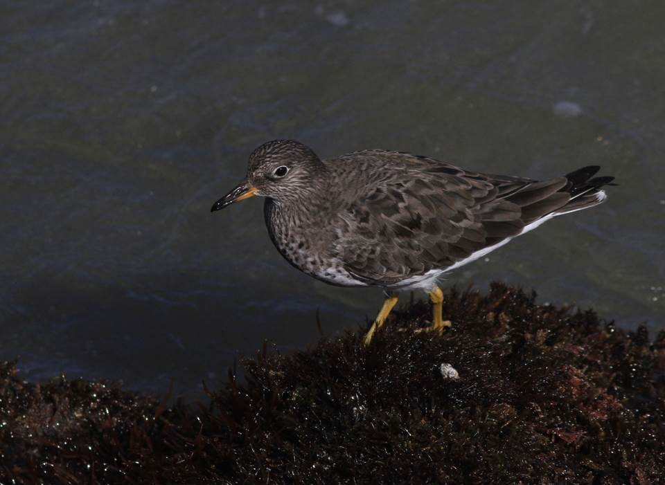 Surfbird - ML69443581