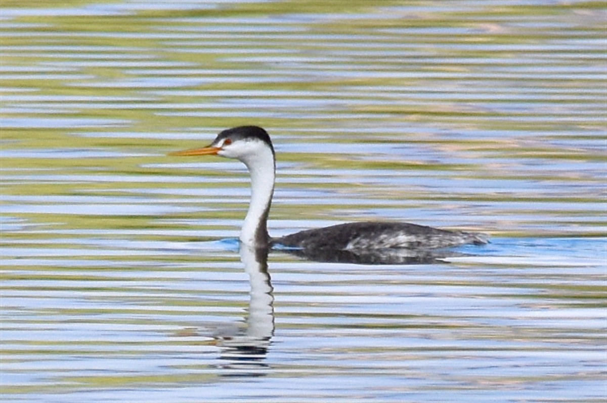 Clark's Grebe - ML69443631