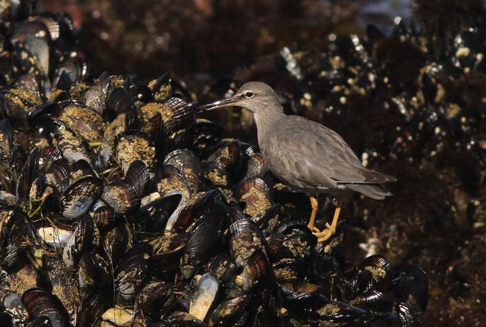 Wandering Tattler - ML69443671