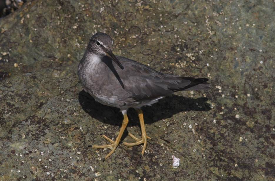 Wandering Tattler - ML69443691