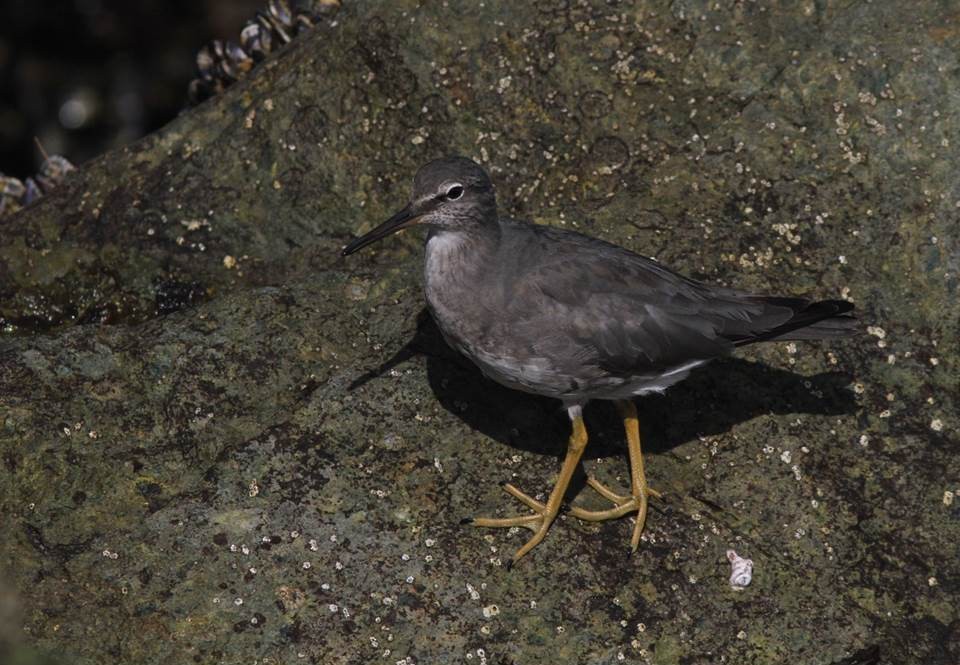 Wandering Tattler - ML69443711