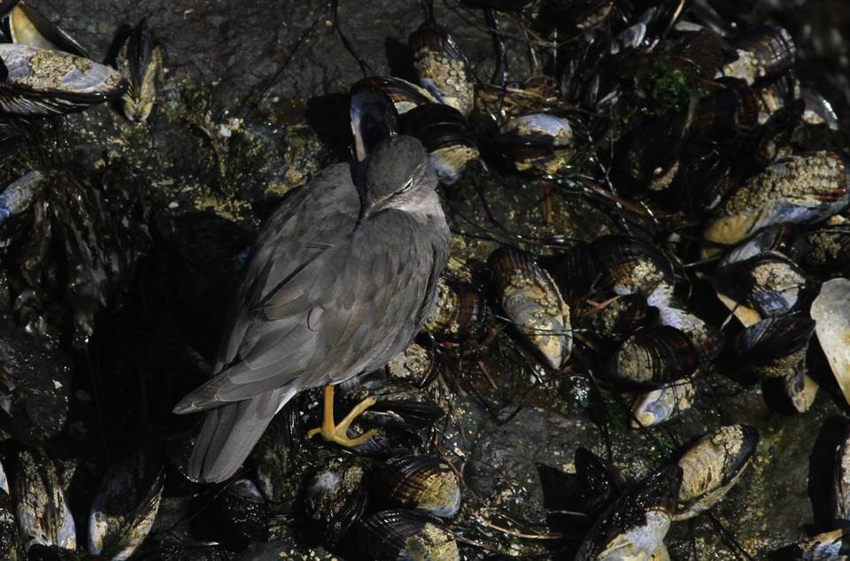 Wandering Tattler - ML69443741