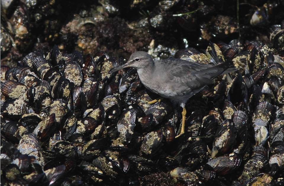 Wandering Tattler - ML69443831