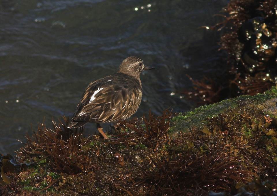 Black Turnstone - ML69443851