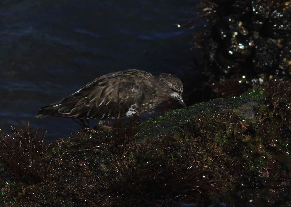 Black Turnstone - ML69443861