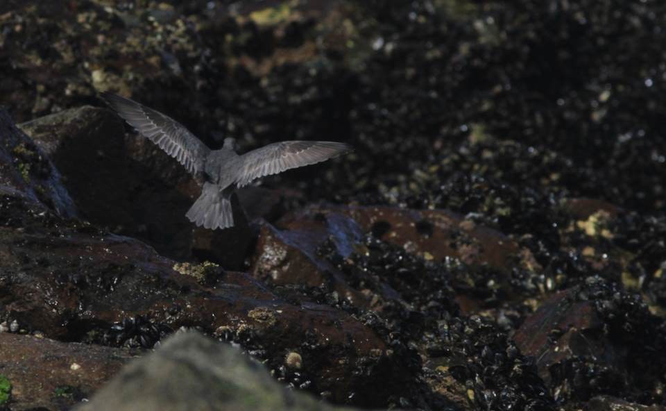 Wandering Tattler - ML69444041