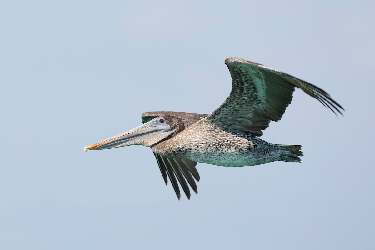 Brown Pelican - Ayla Qureshi